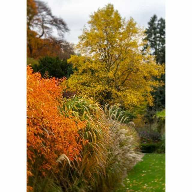 Glorious autumn view from the terrace at Winterbourne, before the leaves fell (November 2019)